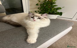 Ragdoll cats for sale: Super seewt Pure Ragdoll - Image 4