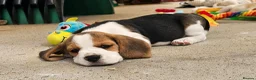 Beagle dogs for sale: Stunning KC Registered Beagle Pups- Ready 24.08.26 in Thirsk - Advert 16