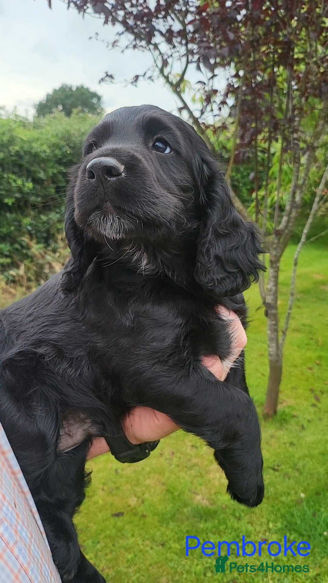 Cocker Spaniel dogs for sale: Beautiful Working Cocker Puppies - Image 24