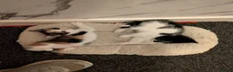 Mixed Breed cats for sale: Kittens for sale in Glasgow - Advert 12