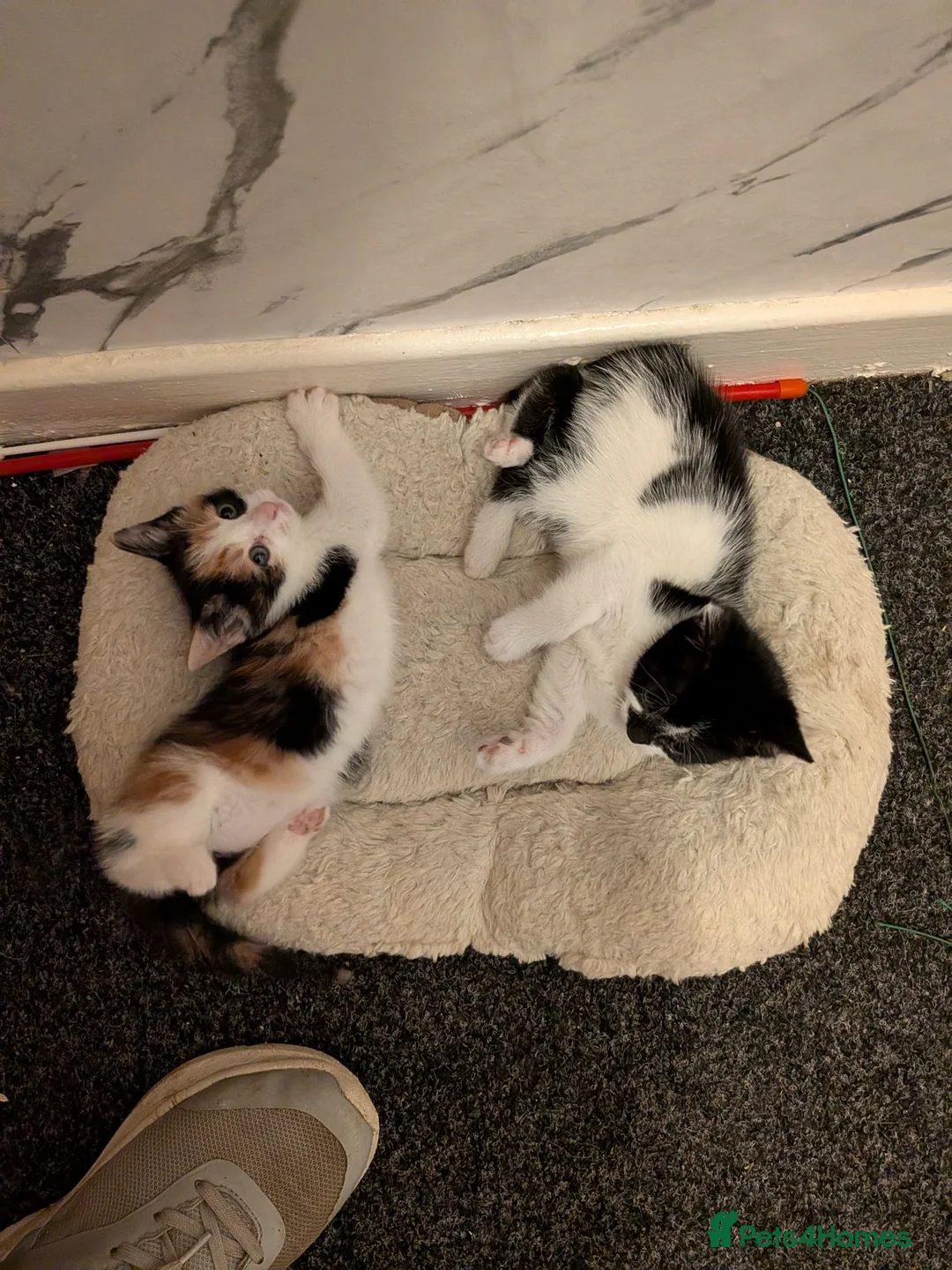 Mixed Breed cats for sale: Kittens for sale in Glasgow - Advert 12
