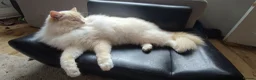 Ragdoll cats for sale: Ragdoll in need of a new home - Advert 5