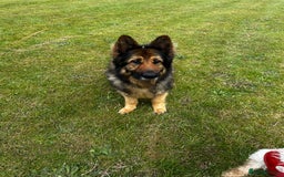 German Shepherd dogs for sale: Rehoming - Image 9