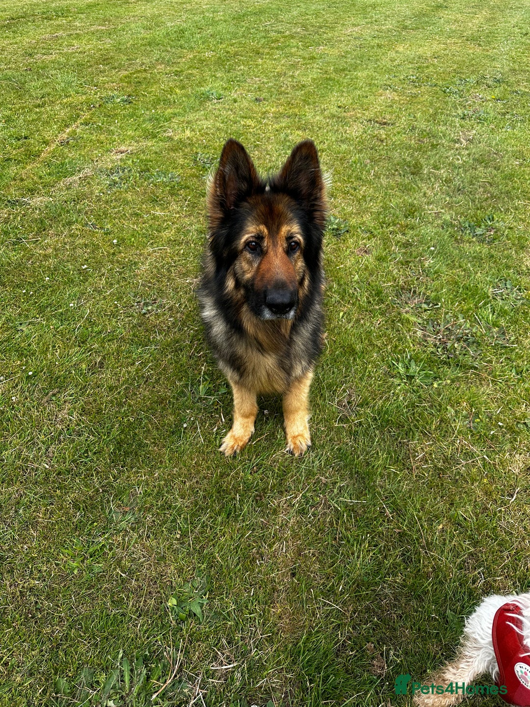 German Shepherd dogs for sale: Rehoming - Image 9