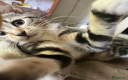 Maine Coon cats for sale: Adorable Kittens - Image 32