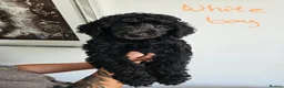 Standard Poodle dogs for sale: KC Standard Poodle Puppies !  - Advert 7