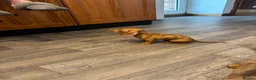 Dachshund dogs for sale: Dachshund puppies - Advert 14