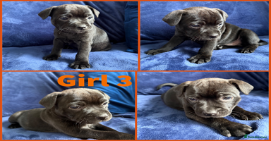 Staffordshire Bull Terrier dogs - Advert 14