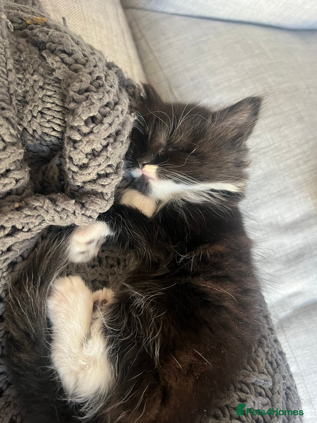 Maine Coon cats for sale: 4 very fluffy kittens - Image 3