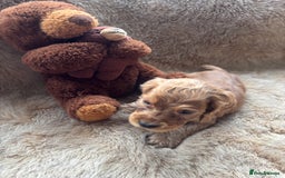 Cocker Spaniel dogs for sale: Cocker spaniel puppies  - Image 18