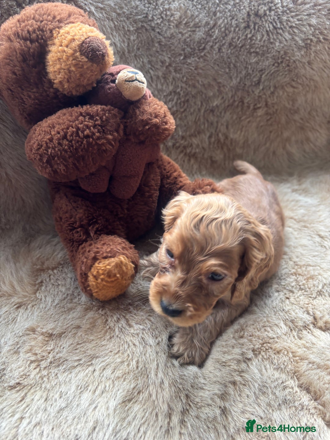 Cocker Spaniel dogs for sale: Cocker spaniel puppies  - Image 18