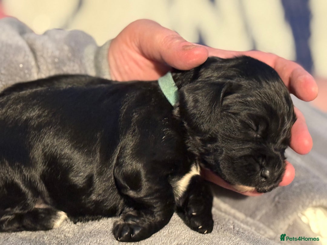 Cocker Spaniel dogs for sale: Stunning working cocker spaniel puppies available  - Advert 3