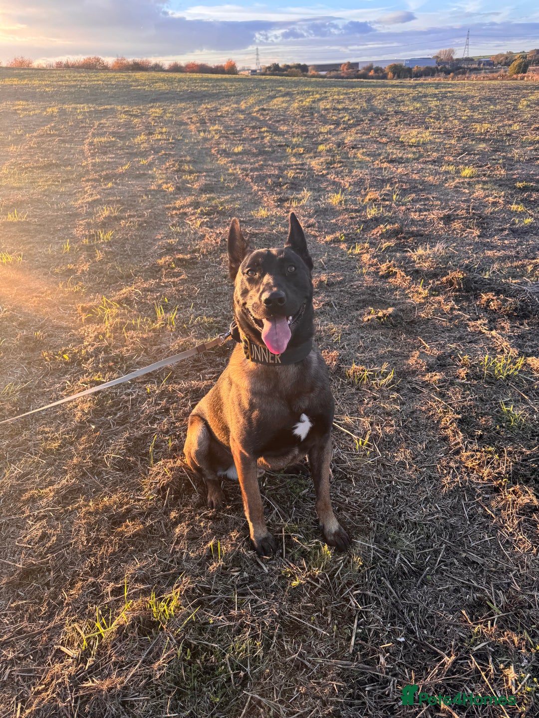 Belgian Shepherd Dog dogs for stud: Belgian malinois  - Advert 3