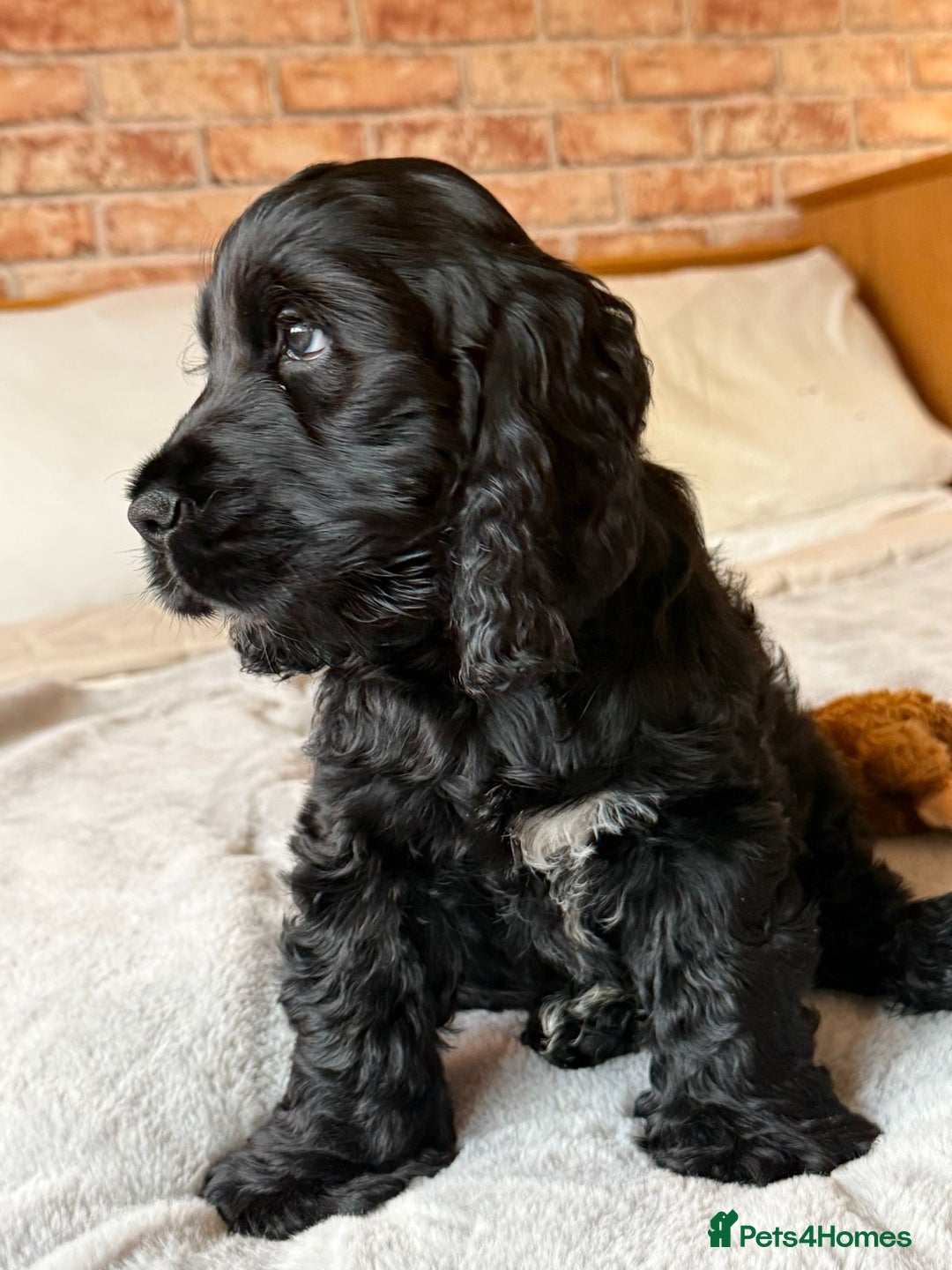 Cocker Spaniel dogs for sale: Show-type KC reg. black/white cocker spaniel puppy - Advert 1