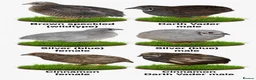 Quail poultry for sale: 12 Fresh Chinese Painted Quail Hatching Eggs  - Advert 7