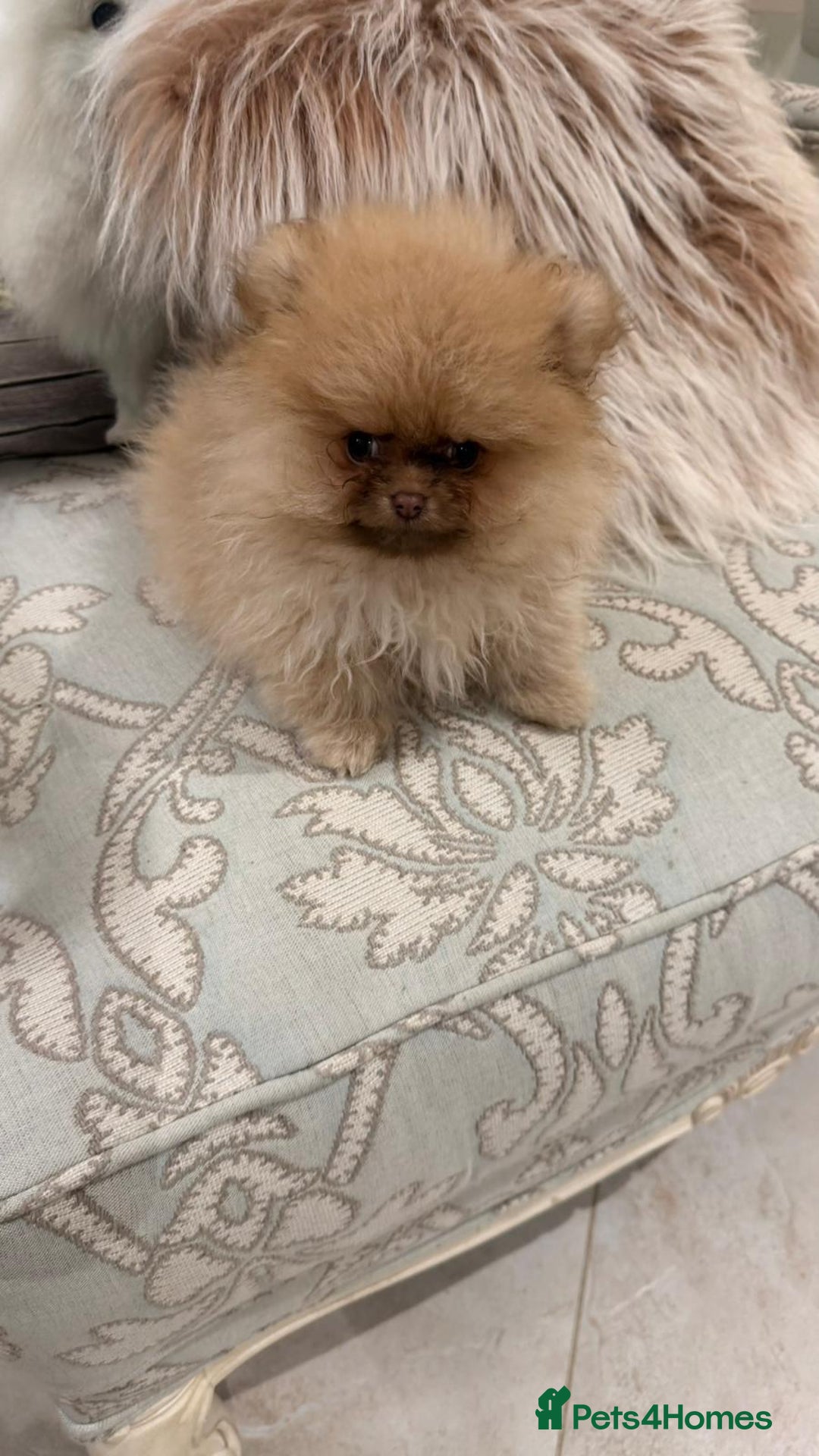 Pomeranian dogs for sale: Stunning littler of KC Pom puppies - Advert 15