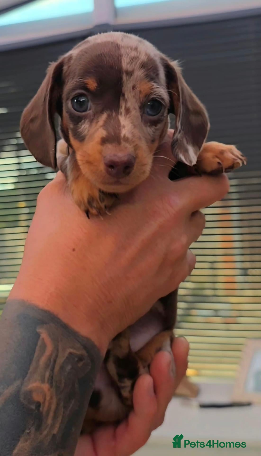Miniature Dachshund dogs 🐶 READY TODAY 🐶 3 Minature Dachshund puppies 🐶  - Advert 2