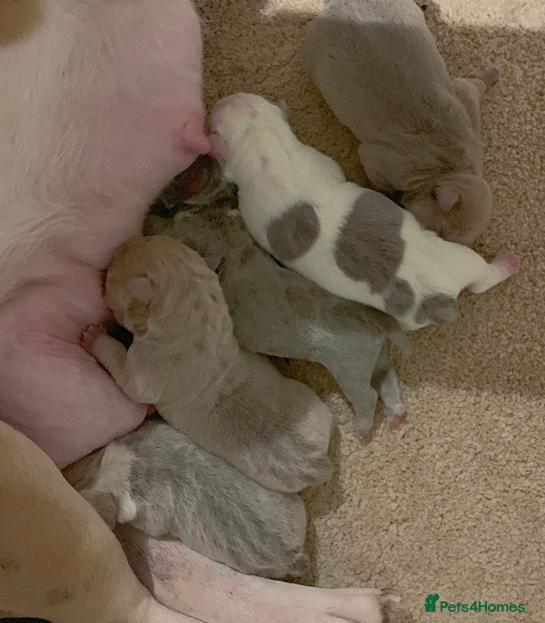 Old Tyme Bulldog dogs for sale: 5⭐️STAR RATED LICENSED🛑🛑READY TO LEAVE NOW, - Image 10