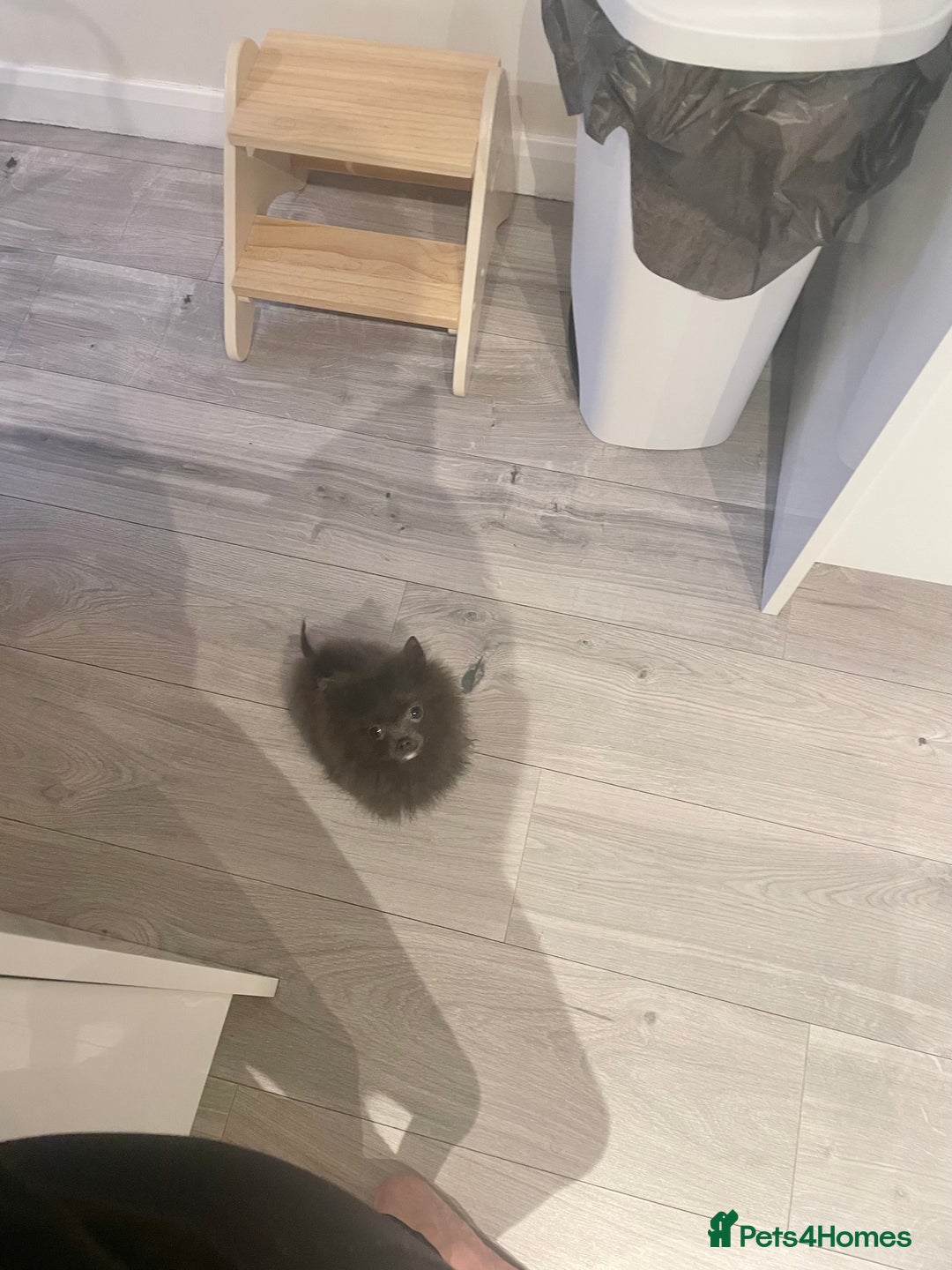 Pomeranian dogs for sale: Tiny blue male pomeranian - Advert 1