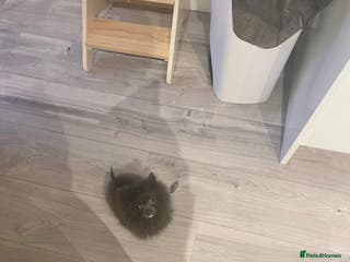 Pomeranian dogs Tiny blue male pomeranian - Advert 1