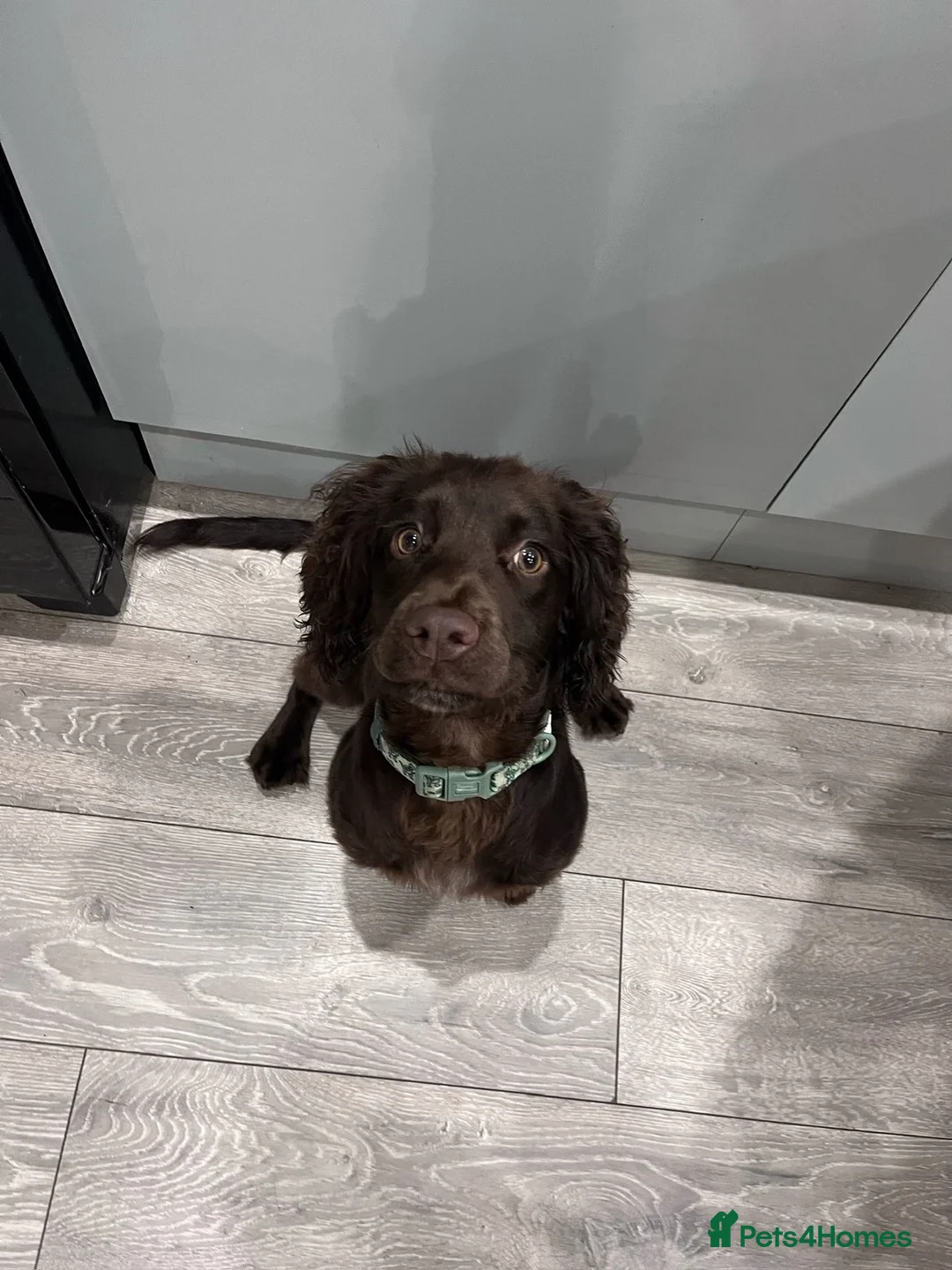 Cocker Spaniel dogs for sale: Freddie  - Advert 2