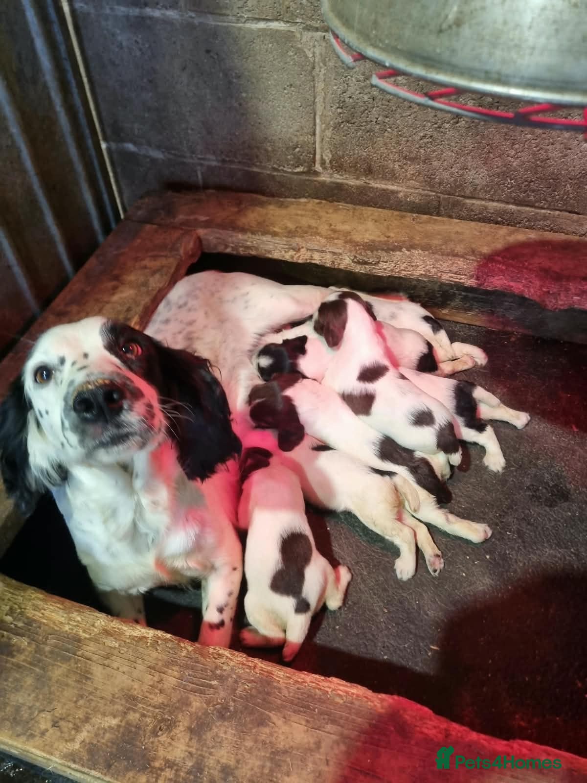 English Springer Spaniel dogs SPRINGER SPANIEL PUPPIES - Advert 1