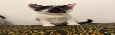 custard