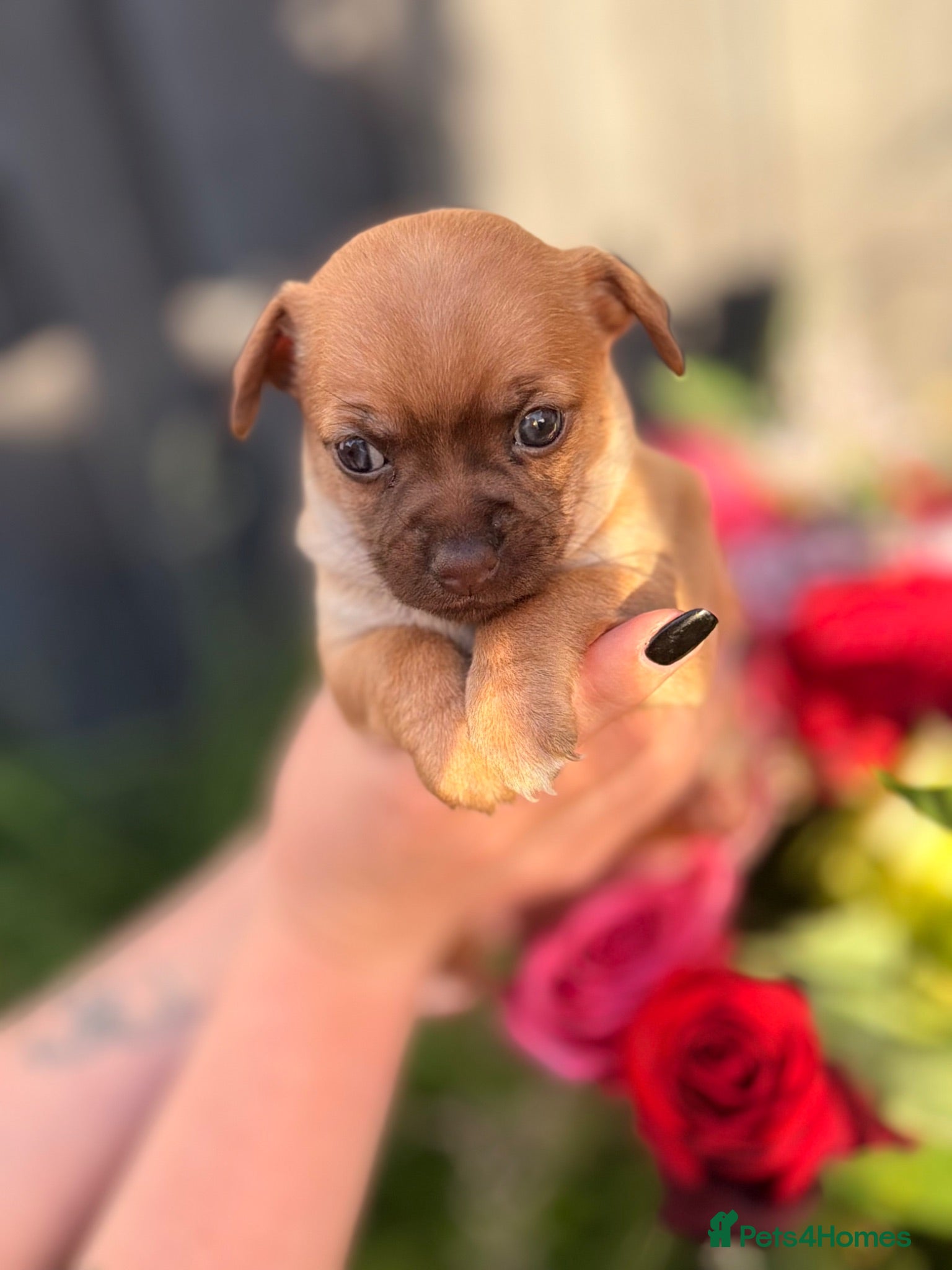 Chihuahua dogs Chihuahua Girl Puppy  - Advert 3