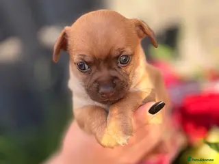 Chihuahua dogs Chihuahua Girl Puppy - Advert 3