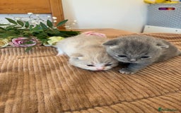 British Shorthair cats for sale: 5 TICA BRITISH SHORTHAIRED KITTENS - Image 9