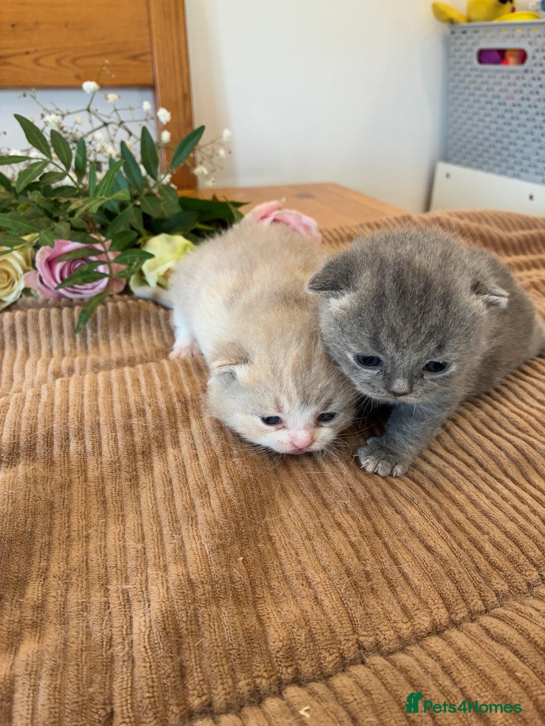 British Shorthair cats for sale: 5 TICA BRITISH SHORTHAIRED KITTENS - Image 9