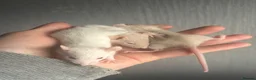 Rat rodents for sale: Dwarf rats  - Advert 3