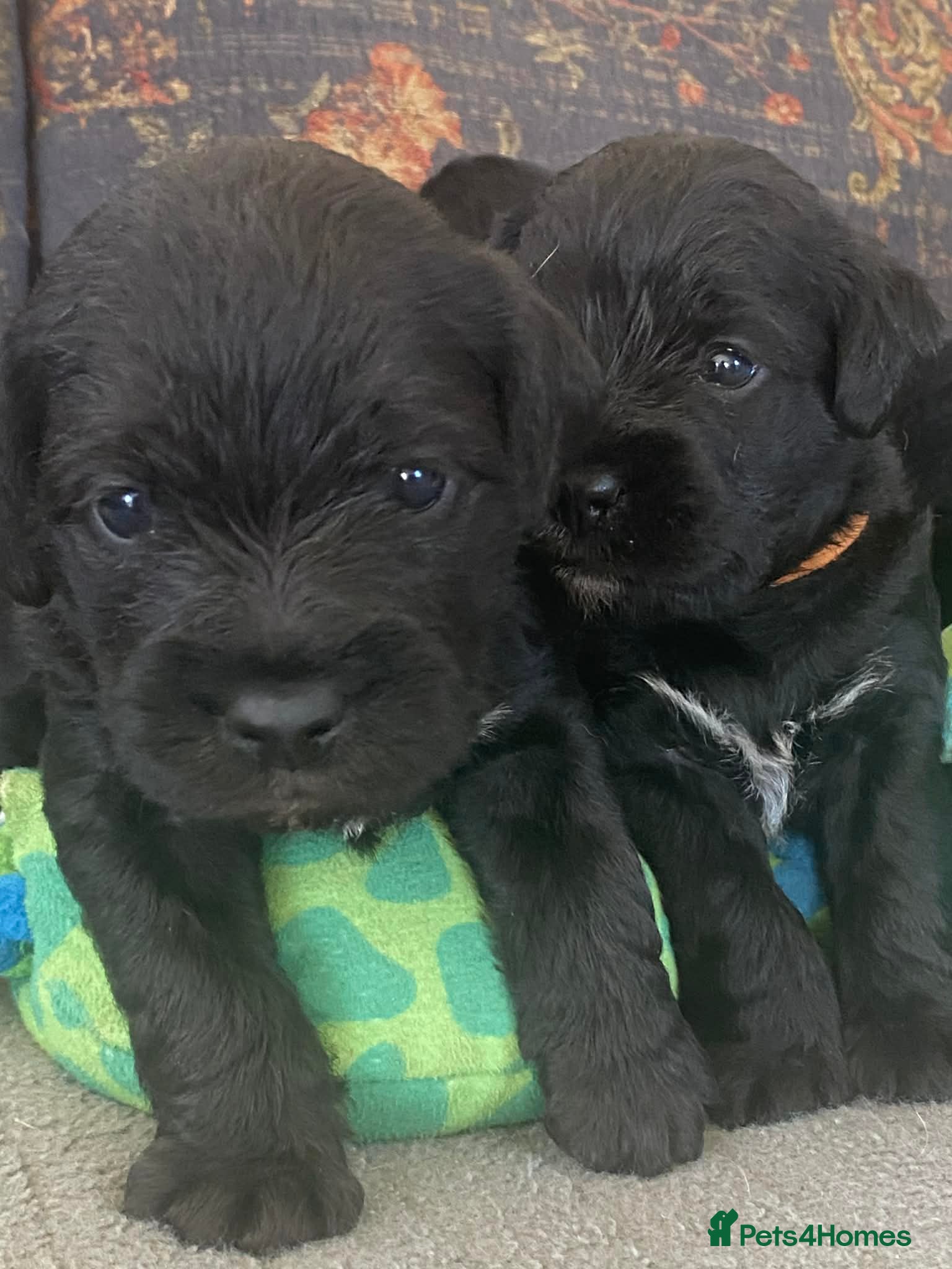 Mixed Breed dogs Border Terrier x Bedlington Terrier - Advert 1