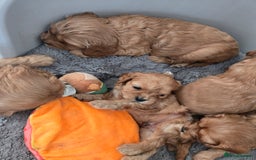 Cavapoo dogs for sale: F1 cavapoo - Image 5