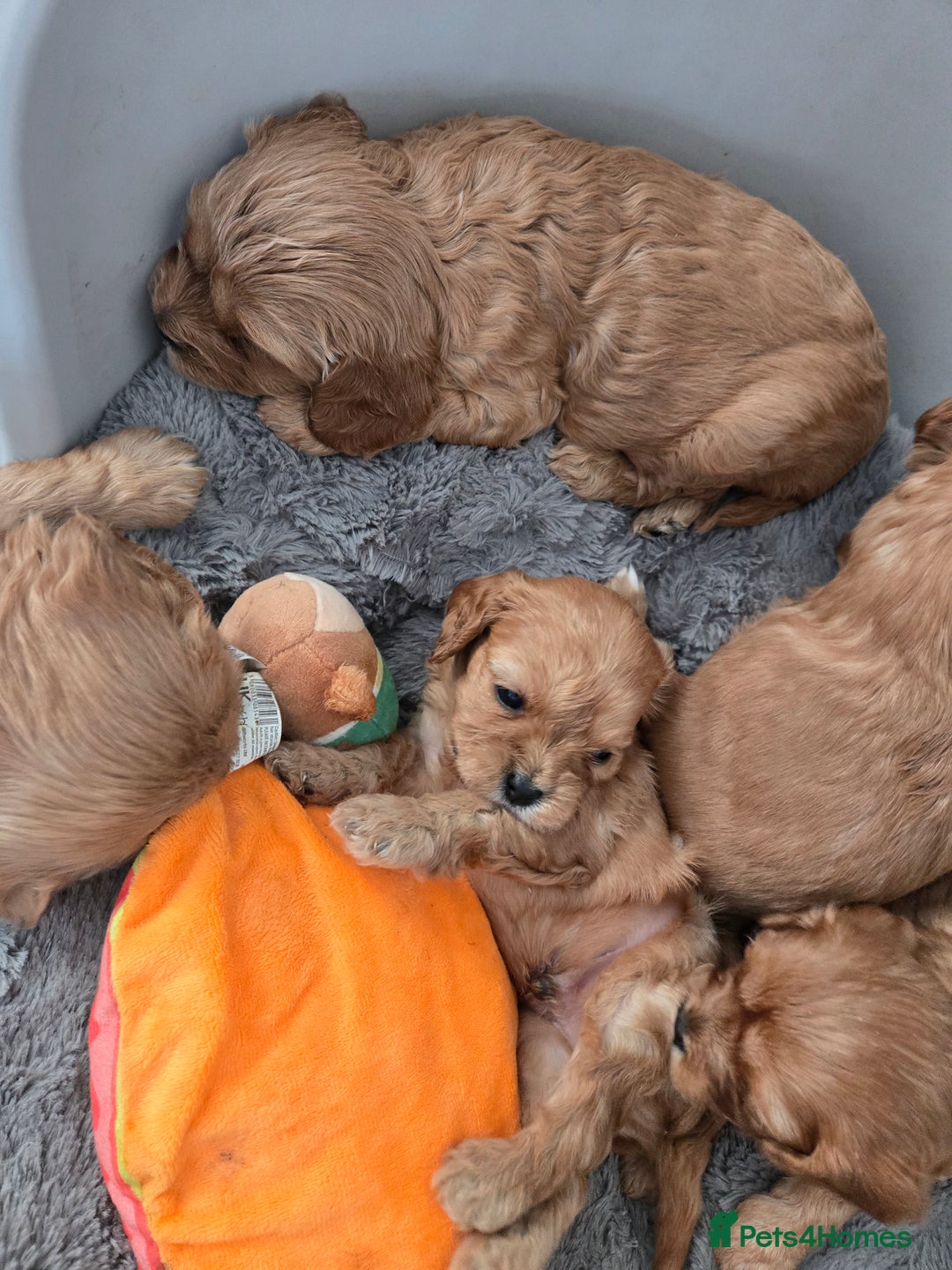 Cavapoo dogs for sale: F1 cavapoo - Image 5