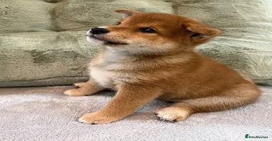 Japanese Shiba Inu dogs - Advert 5