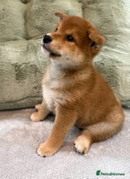 Japanese Shiba Inu dogs - Advert 3