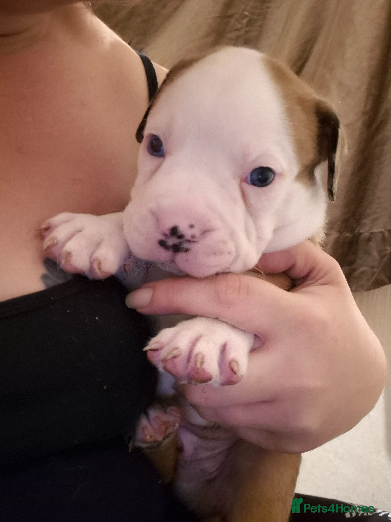 Mixed Breed dogs 3 handsome bullweiller's left from a litter of 10 - Advert 15
