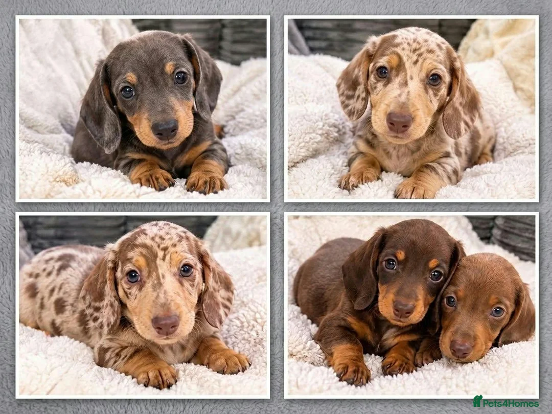 Miniature Dachshund dogs for sale: Miniature Duschunt in Luton - Advert 1