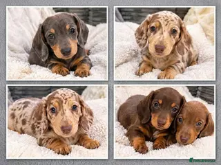 Miniature Dachshund dogs Miniature Duschunt - Advert 2