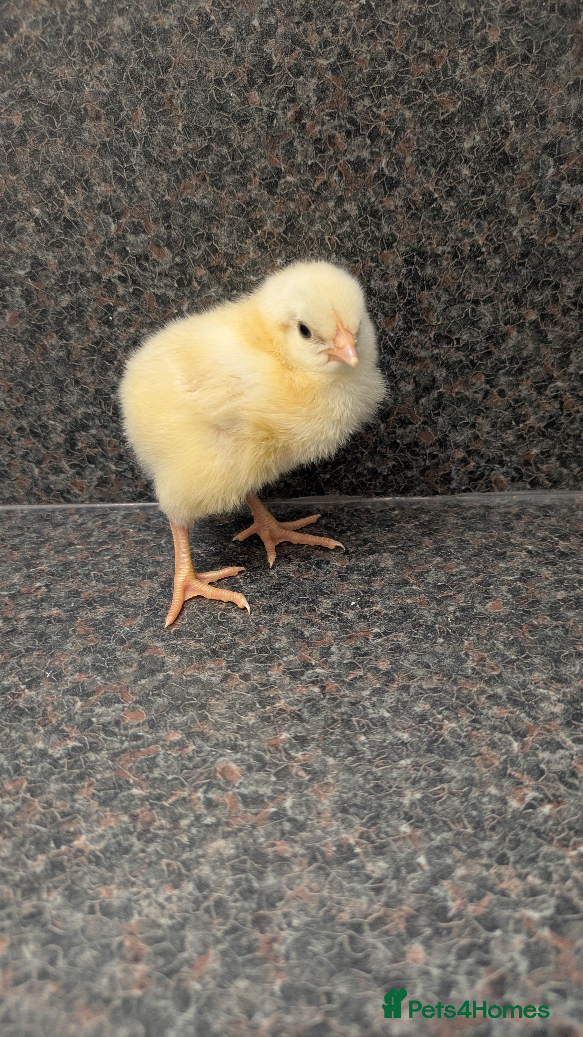 Chickens poultry 4 Day Old Chicks  in Perth - Advert 4