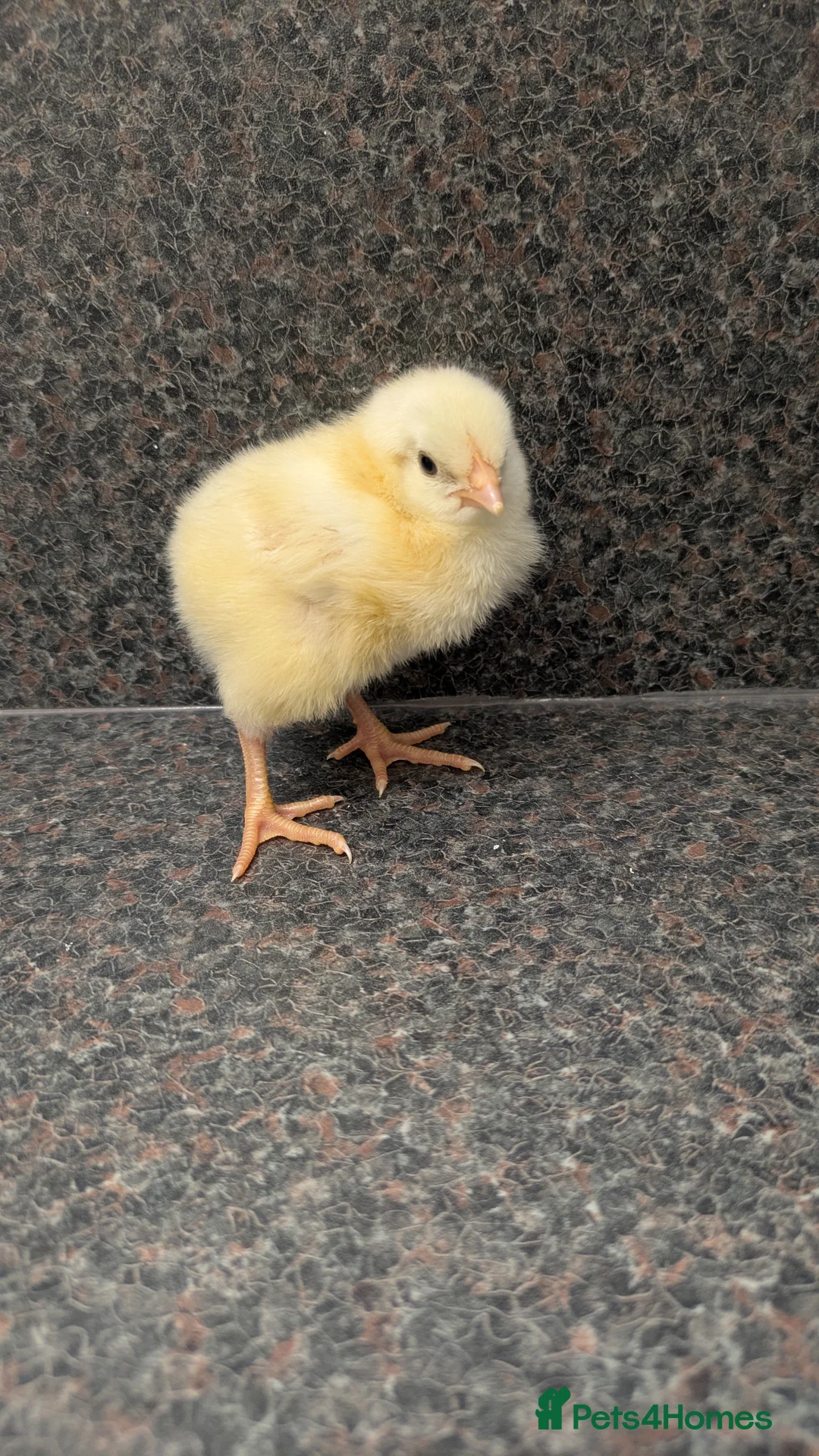 Chickens poultry for sale: Day Old Chicks  - Advert 1