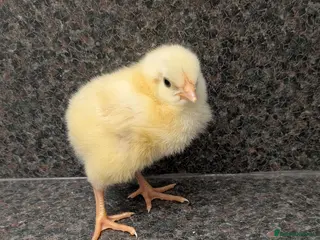 Chickens poultry 4 Day Old Chicks in Perth - Advert 4