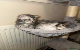 Exotic cats for sale: Kitten - Image 2