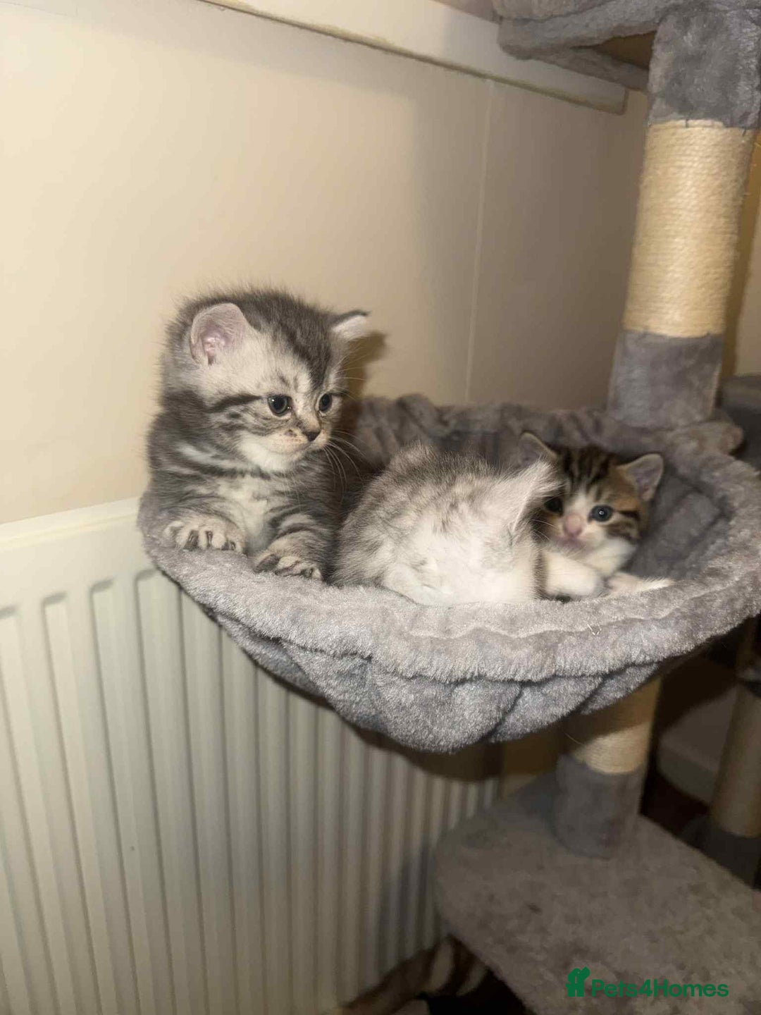 Exotic cats for sale: Kitten - Image 2
