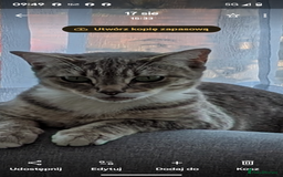 Mixed Breed cats for sale: A cute kitten named Kacper is looking for love - Image 7