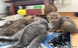 British Shorthair cats for sale: British Shorthair X Scottish Fold - Advert 9