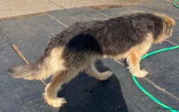 Mixed Breed dogs for adoption: Meet AIDA - a Superb big Girl, for a Loving Home - Image 7