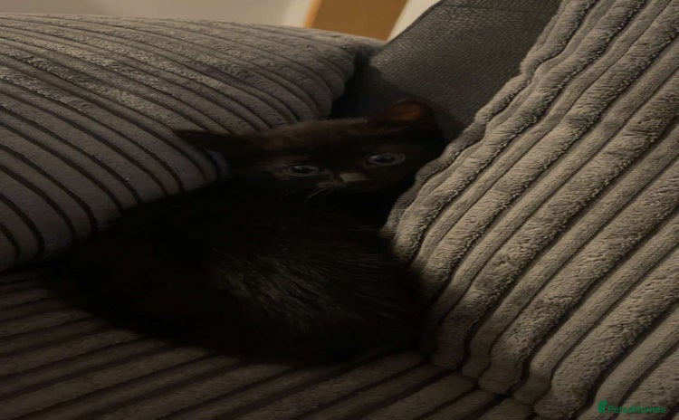 British Shorthair cats - Advert 6