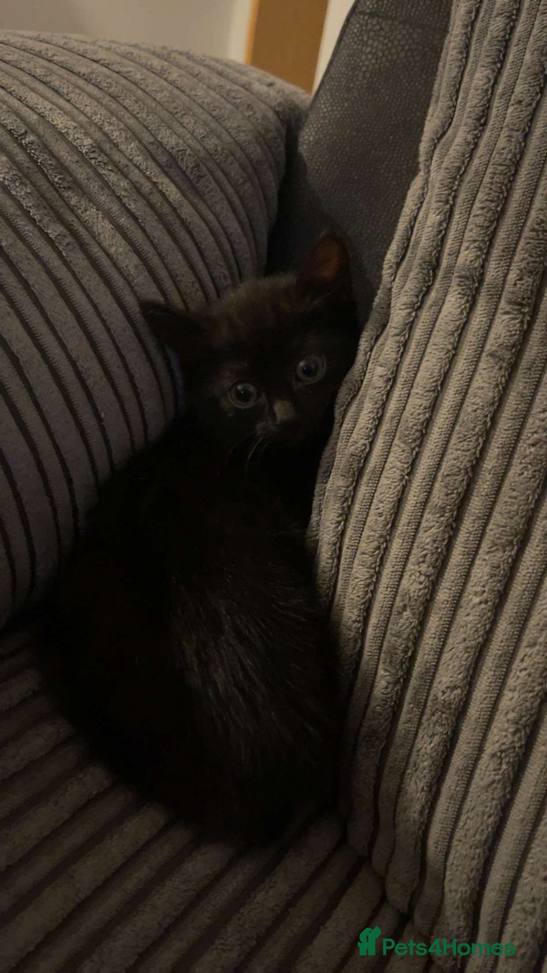 British Shorthair cats for sale: Kitten for sale - Image 1